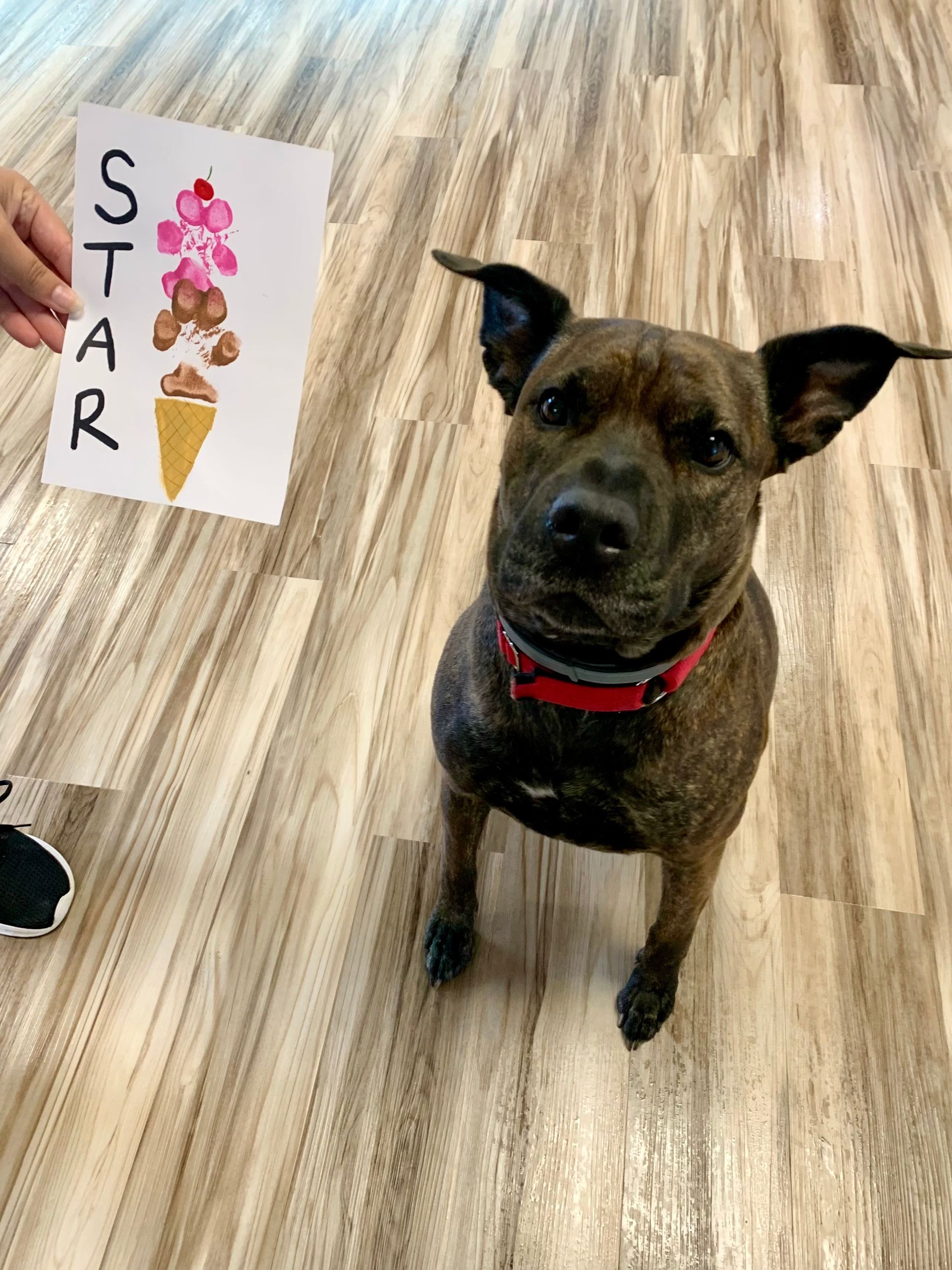 Dog art class.
