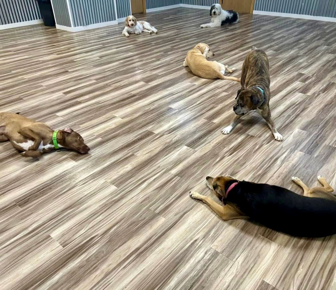Daycare dogs tired after group play.
