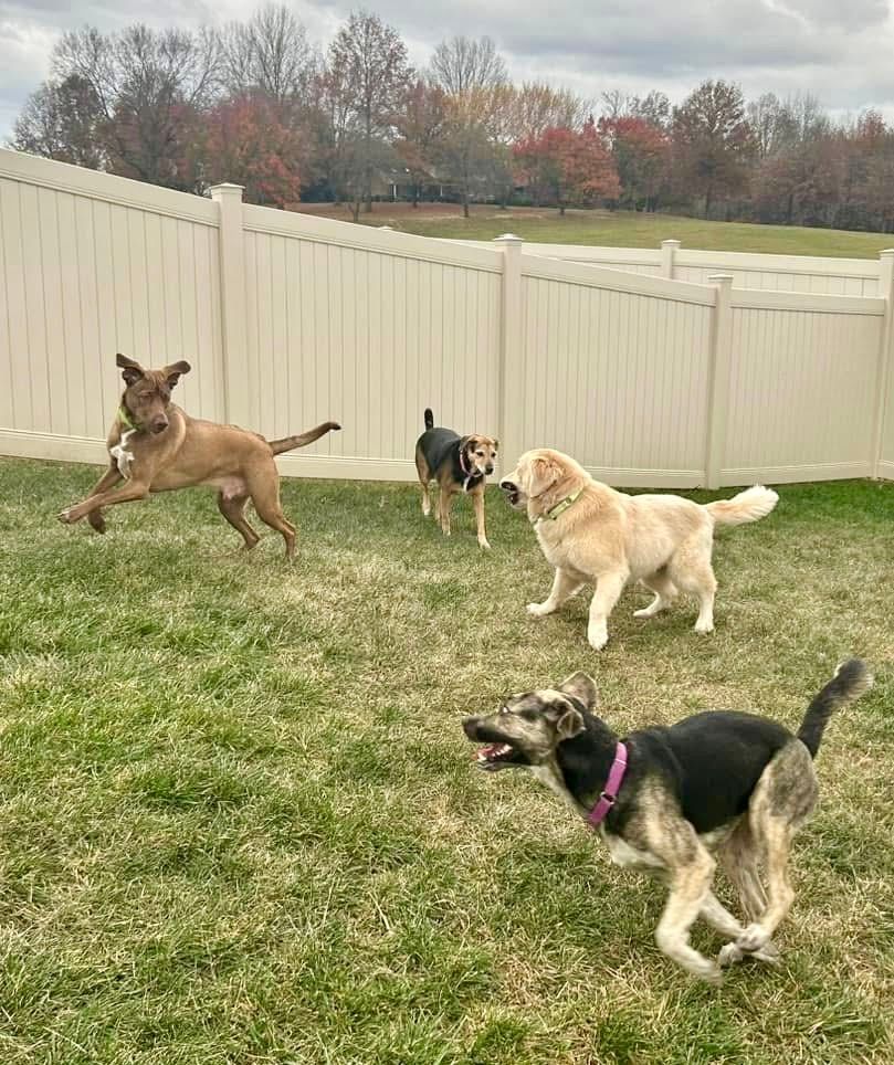 Pack play in the outdoor yard.