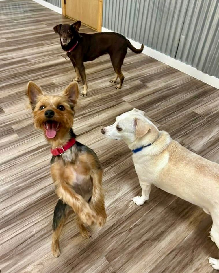 Small dogs socializing.