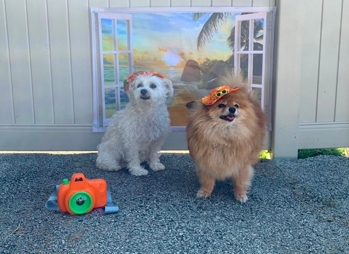 Two dogs are on vacation.