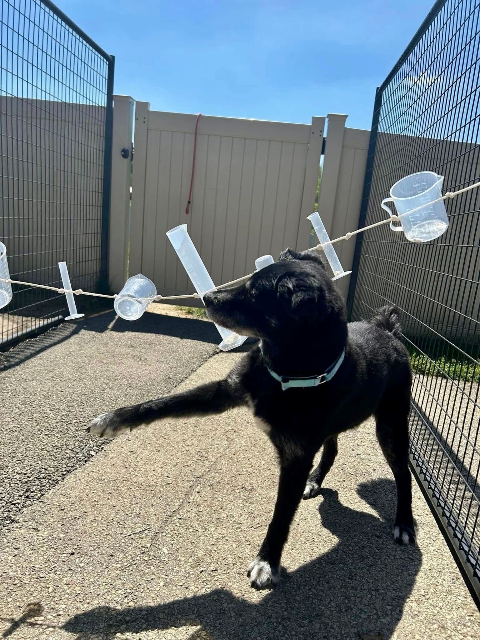 Dog enrichment.