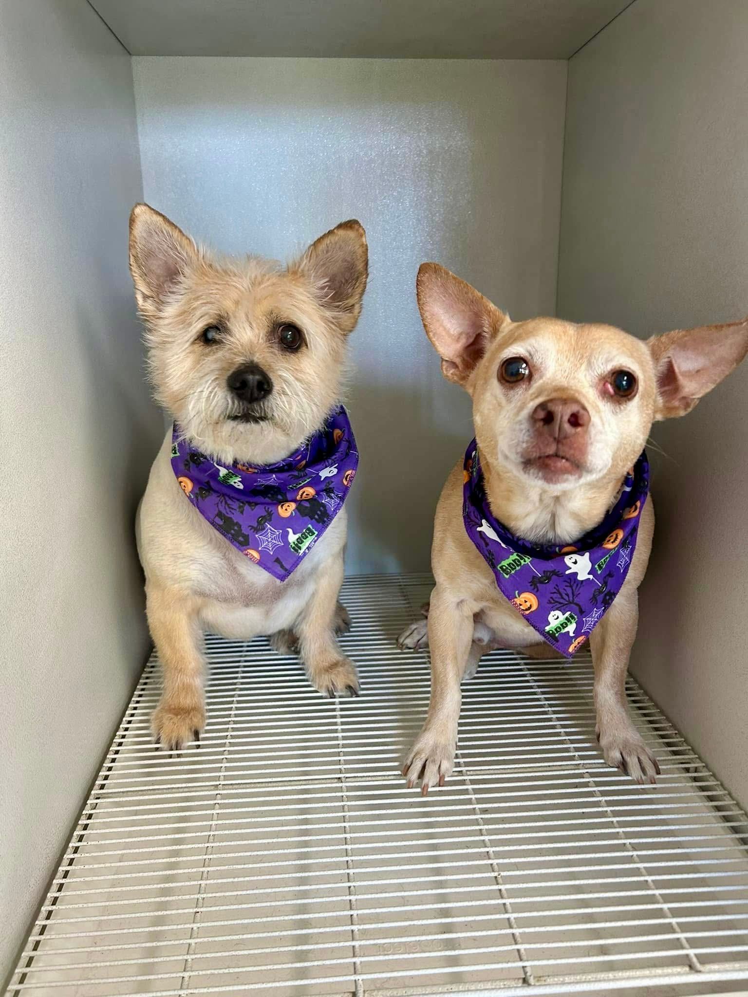 Two dogs after a spa day.