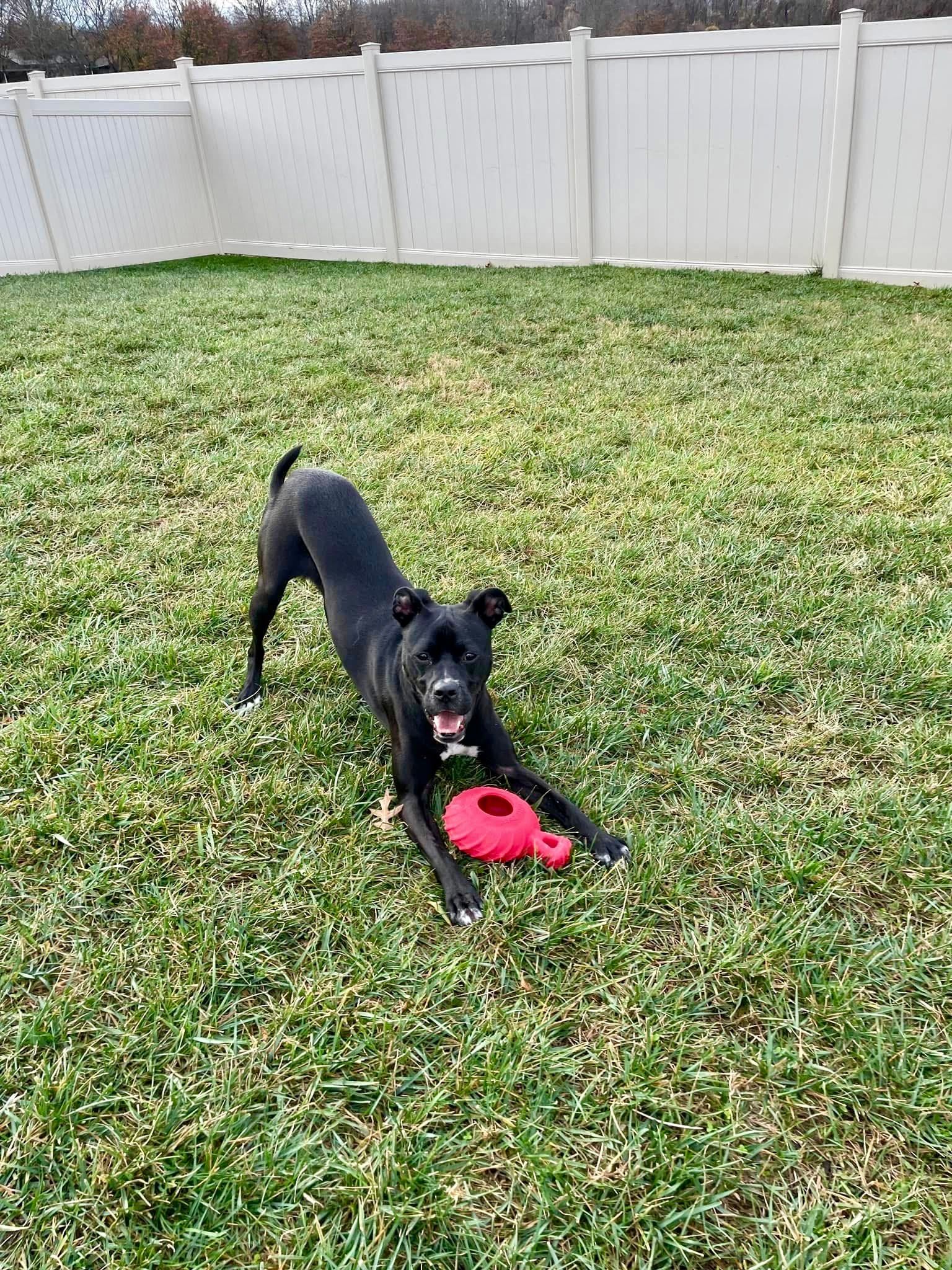 Boarding dog playing in outdoor yard.