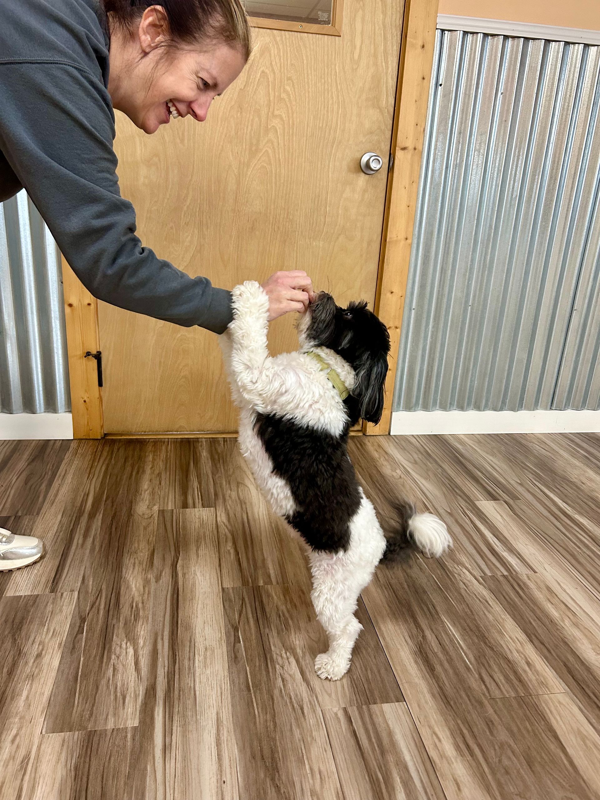 Small dog in training.