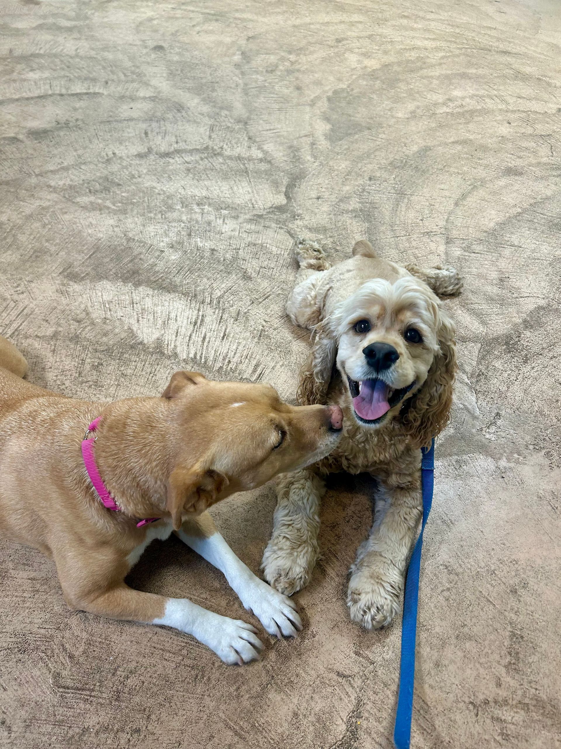 Two dogs meeting one another.