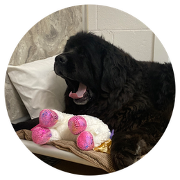 A black dog laying on a bed next to a stuffed animal