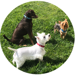 Three dogs are standing in the grass in a circle.
