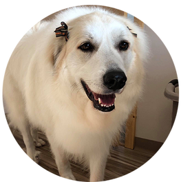 A white dog is standing in a circle and smiling.