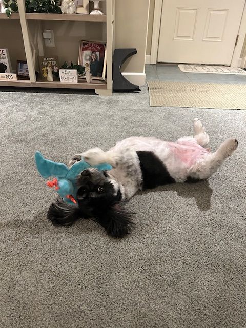 A dog is playing with their birthday toy from Ruffin' Around.
