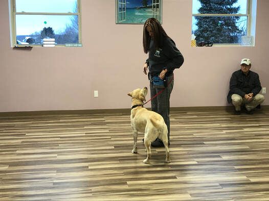 A woman is training a dog on a leash in a room.