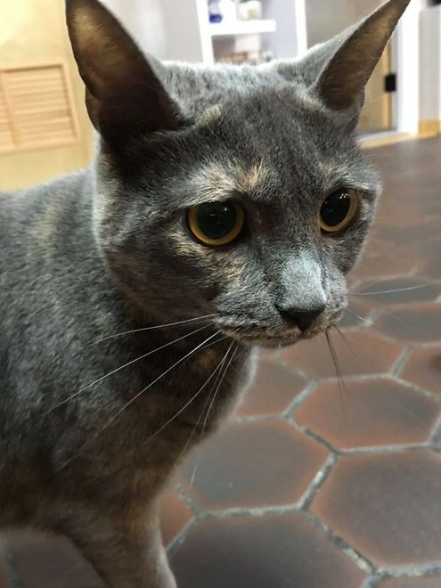 A gray cat with yellow eyes is standing on a tiled floor and looking at the camera.