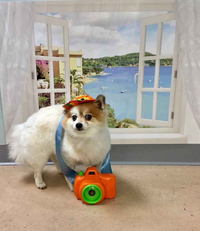 A small dog standing next to a toy camera in front of a window