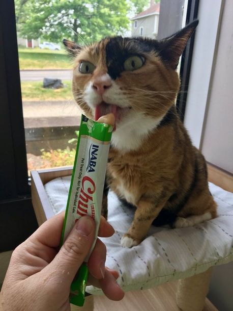 A cat is eating a treat from a person 's hand.