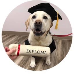 A dog wearing a graduation cap and gown is holding a diploma