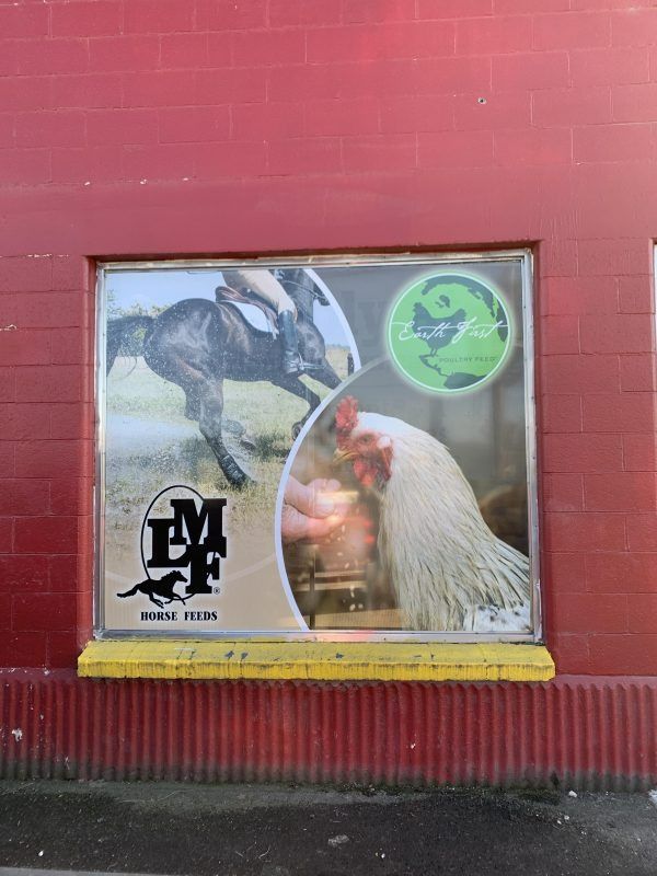 A storefront window display for LMF Horse Feeds, featuring an image of a horse and a person feeding a white chicken.