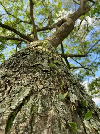 Vista desde un ángulo bajo de un tronco de árbol con corteza rugosa y hojas verdes contra un cielo azul.