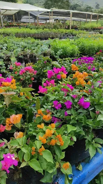 Flores brillantes en macetas de color rosa, naranja y morado en un vivero con hileras de invernaderos detrás.