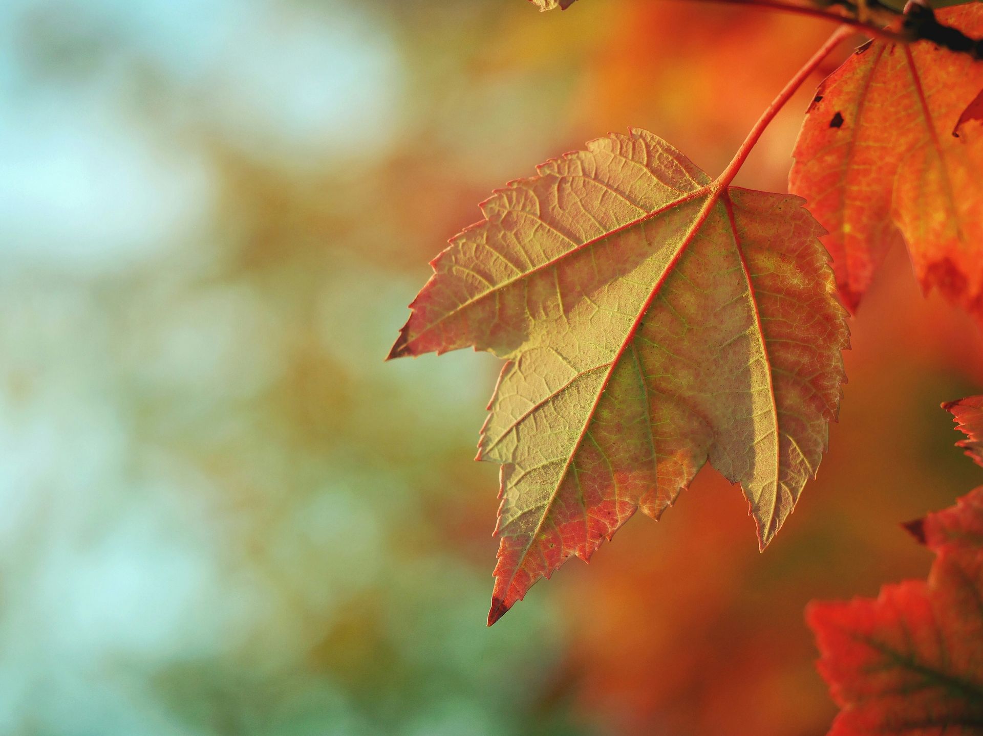 Fall Photography Workflow