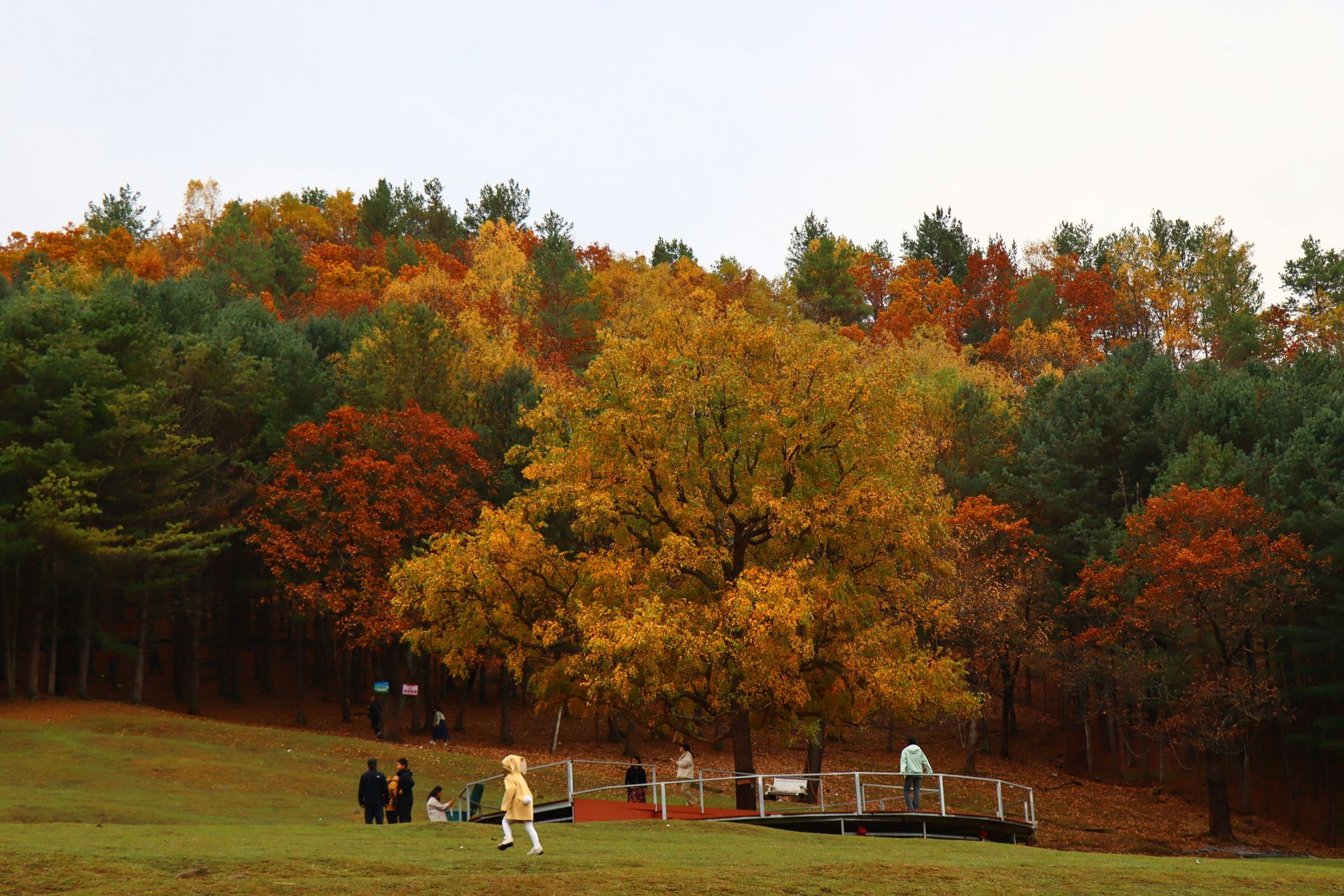 fall photography