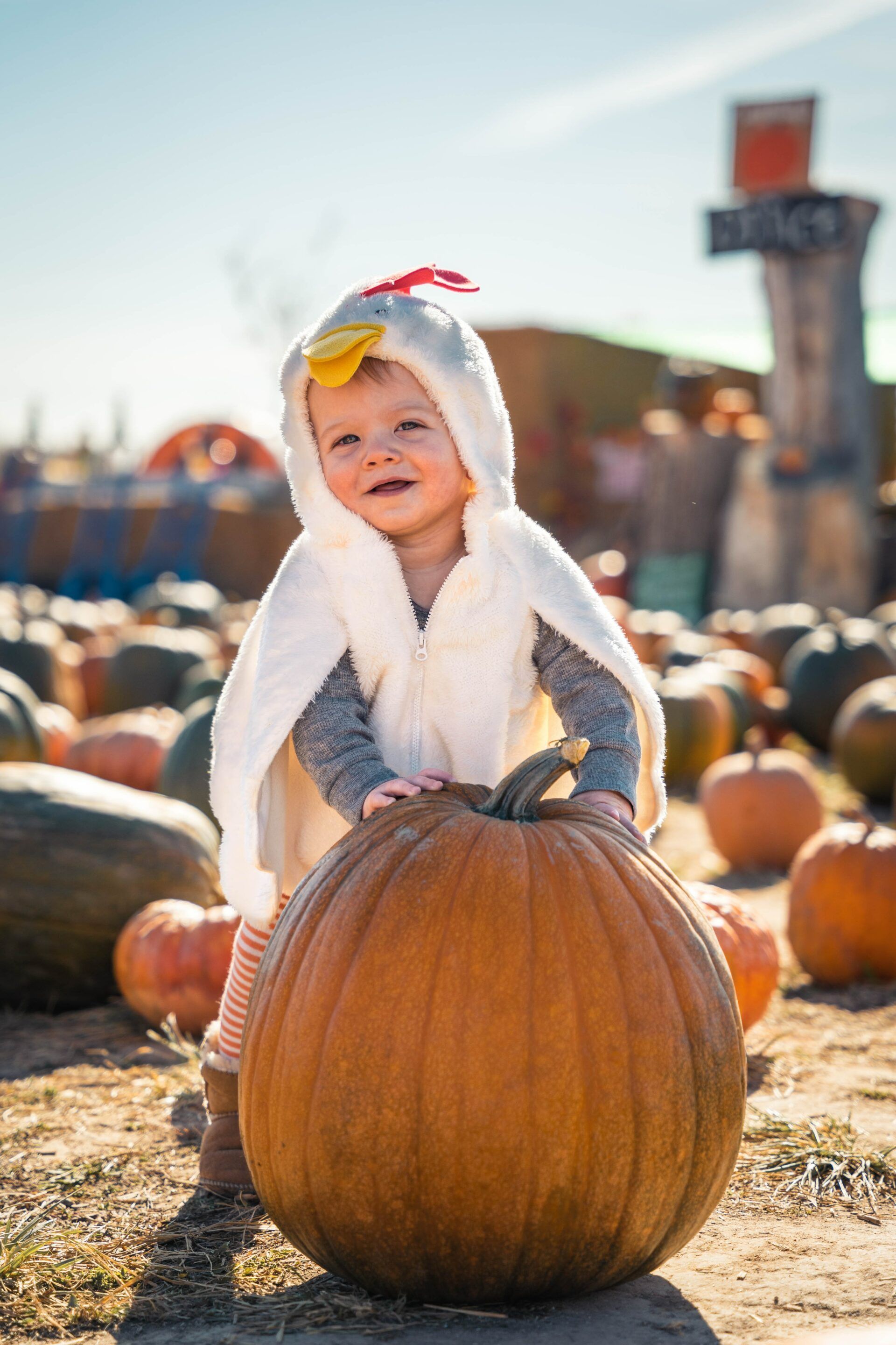 A little girl in a chicken costume is sitting on top of a pumpkin.