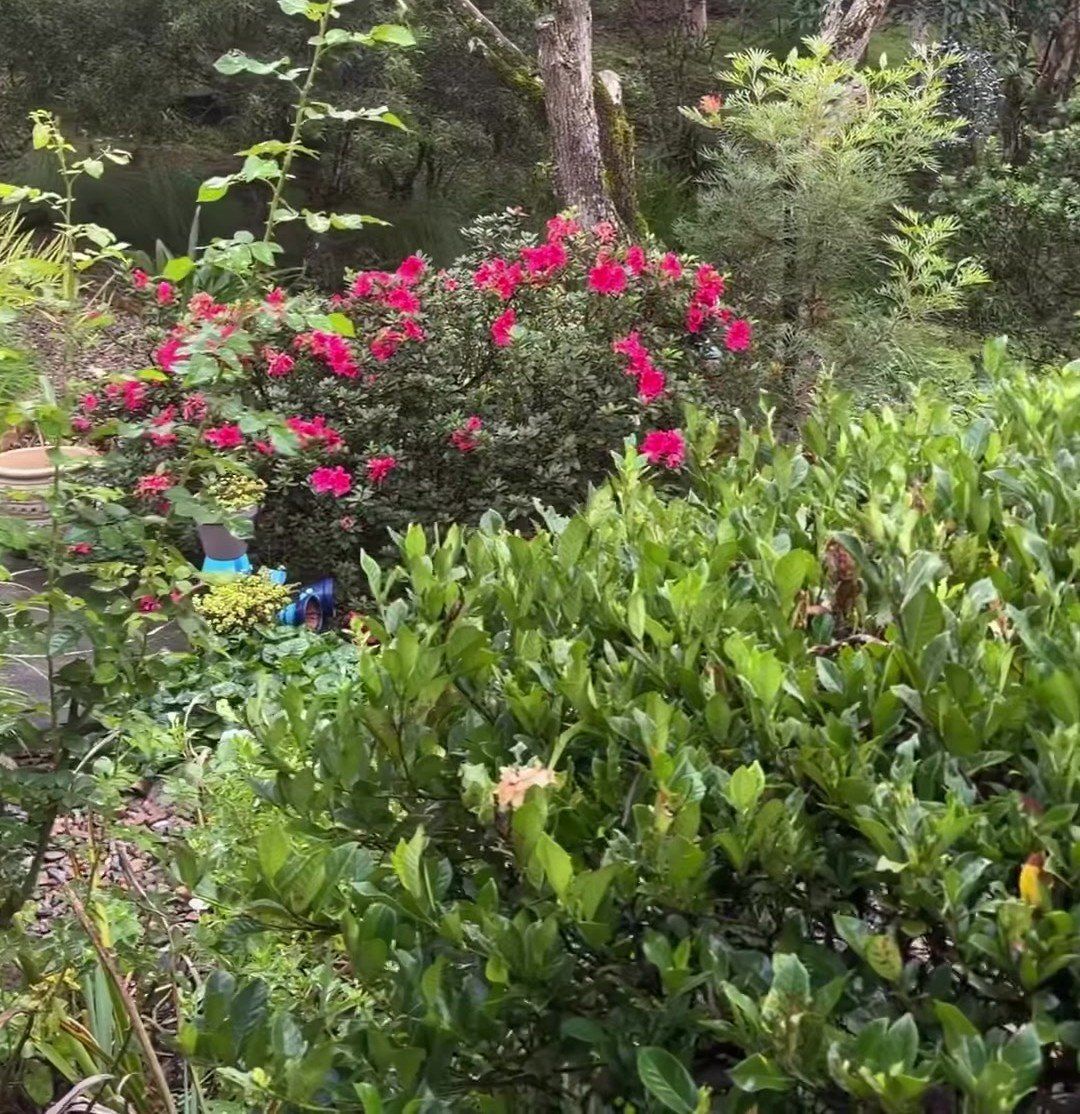 Lush garden with bright pink flowers and dense green shrubs in a wooded setting