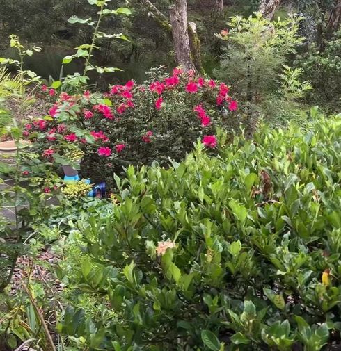 Lush garden with bright pink flowers and dense green shrubs