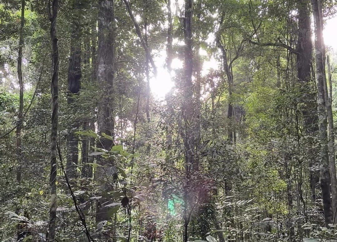 Sunlight filtering through dense green forest trees and undergrowth