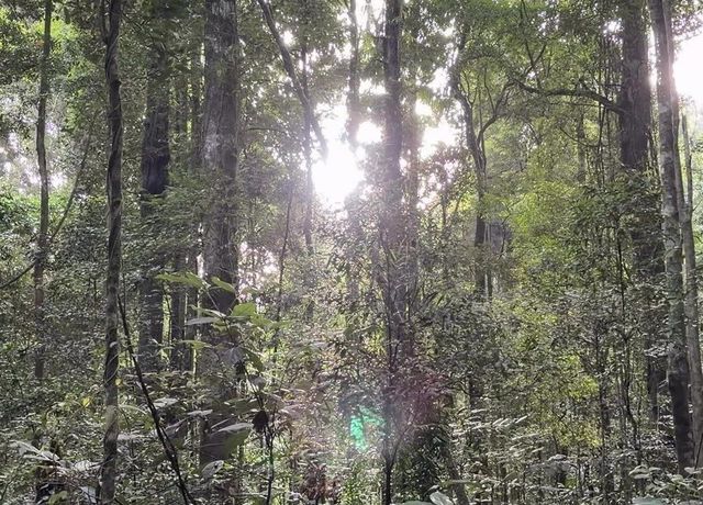 Sunlight through tall rainforest trees