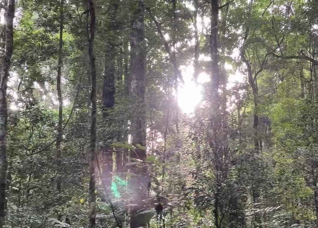Sunlight filtering through a dense green forest with tall trees and undergrowth
