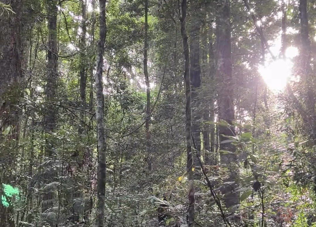 Dense green forest with sunlight streaming through tall trees
