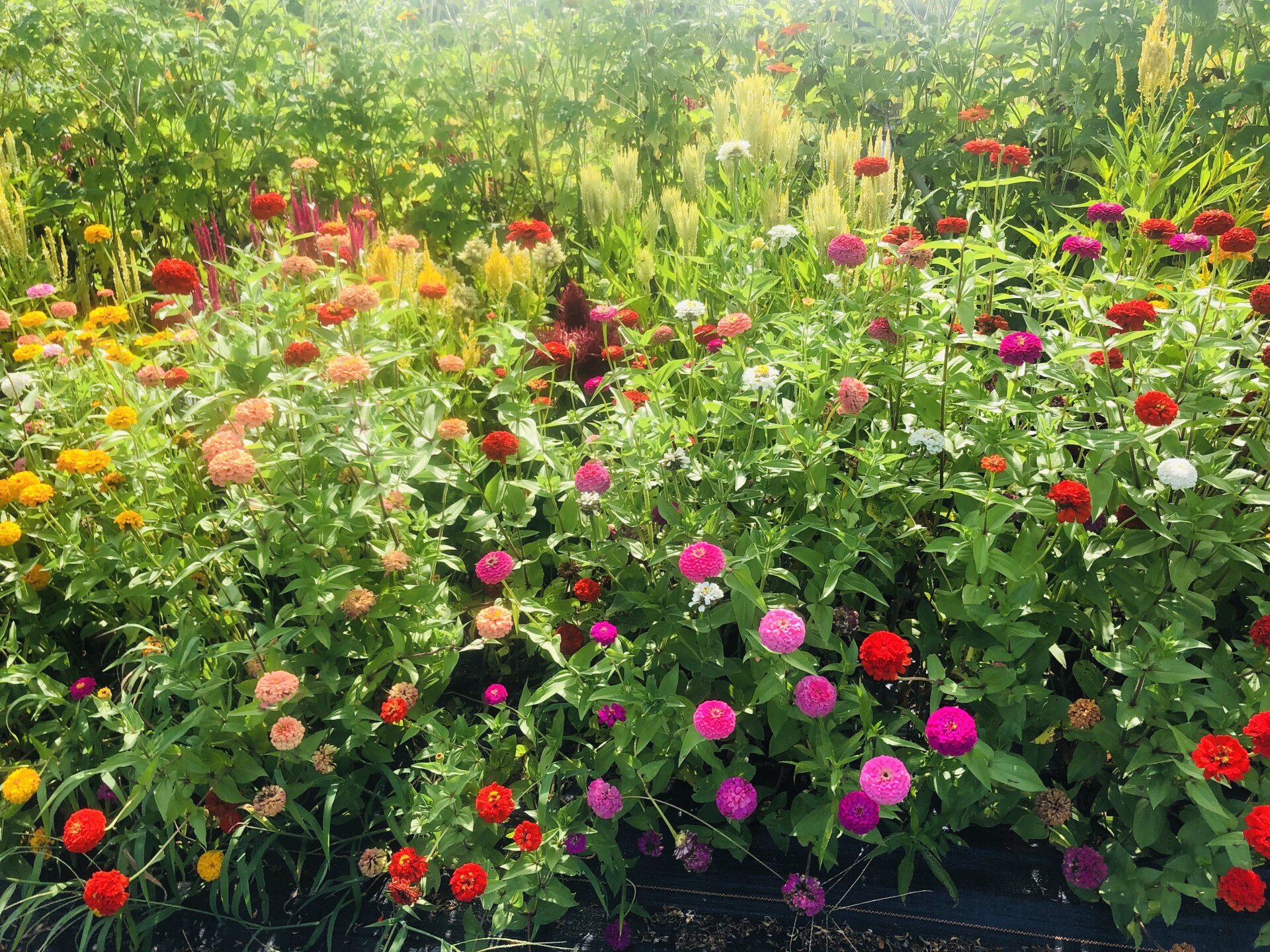 You Pick Flower Garden Near Nashville By Faith Farm