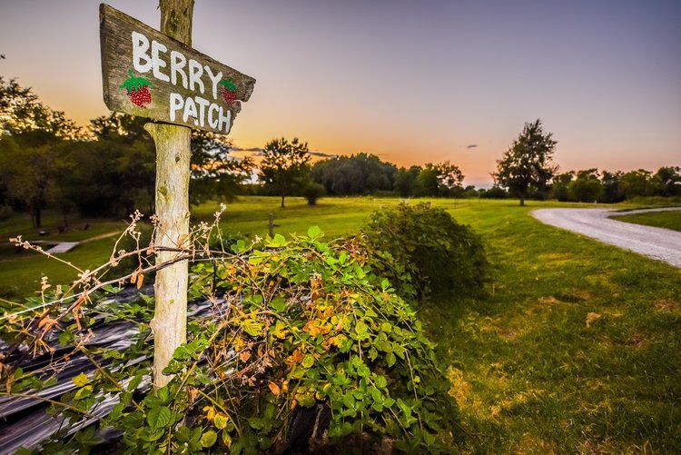 Berry Patch sign near a grassy field at dusk with a gravel road.