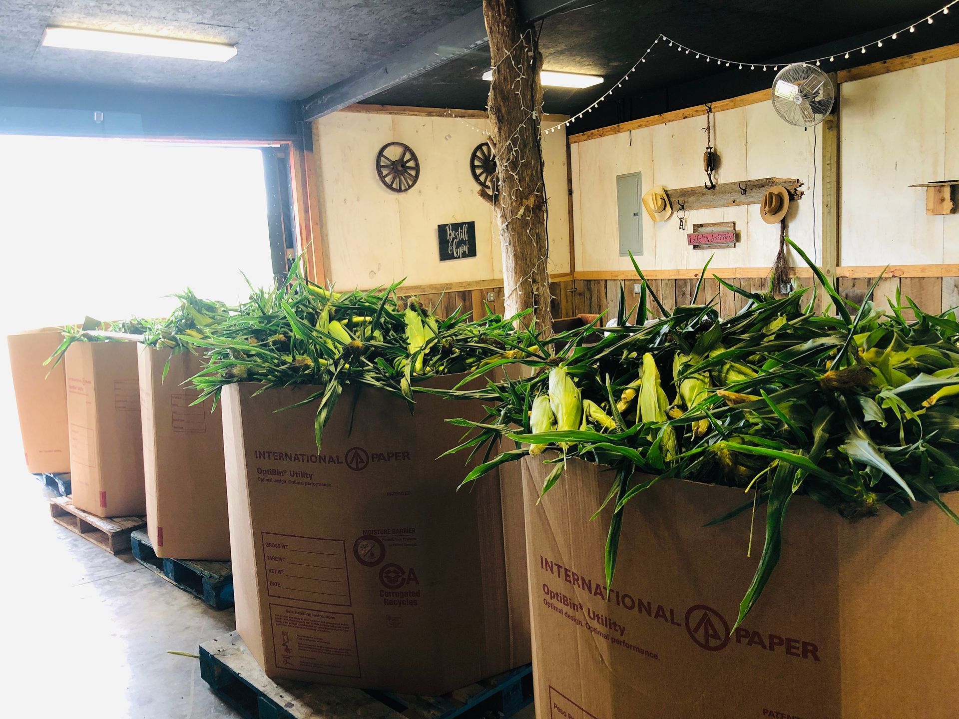 Harvest of Corn