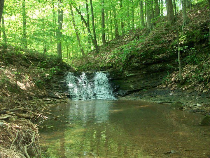 Waterfall cascading into a pond surrounded by lush green trees in a forest.