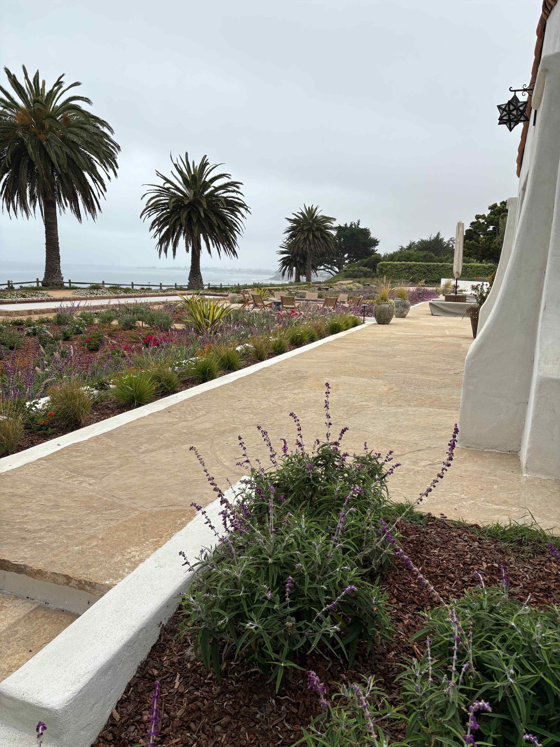 Palm-lined seaside garden path with flowering beds and ocean view