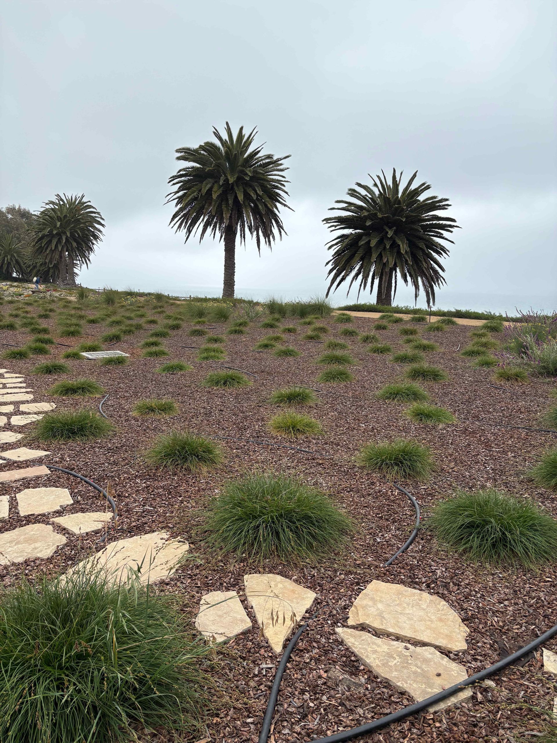 Landscaped hillside with stone path, low purple groundcover, and two palm trees under a cloudy sky