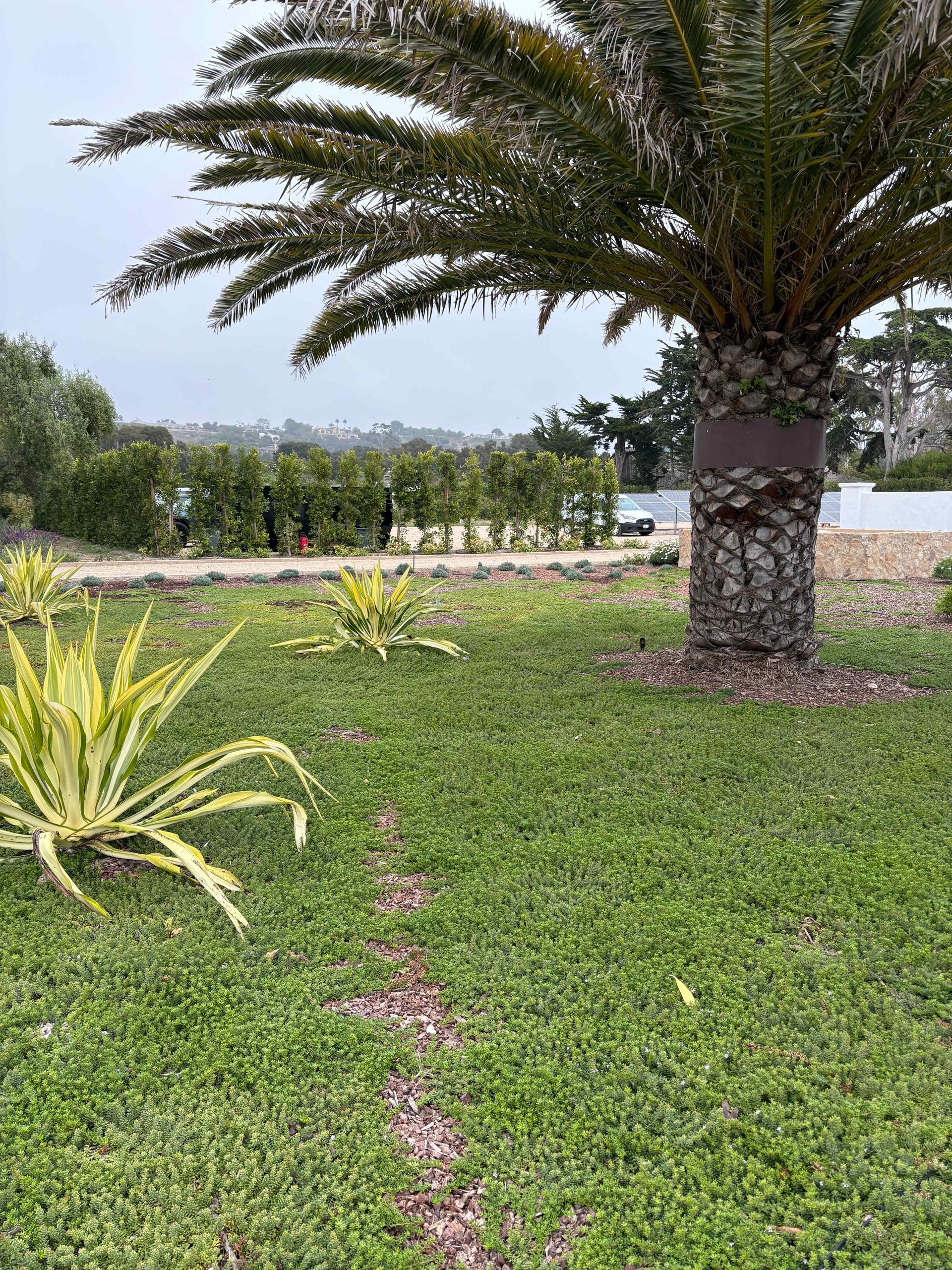 Palm tree in a grassy garden with yellow-green plants and a distant fence under a bright sky