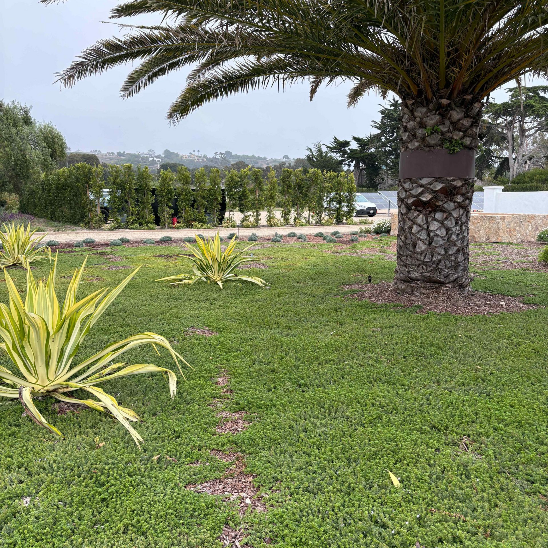Lush garden lawn with agave plants and a palm tree in the foreground, with a road and greenery beyond.