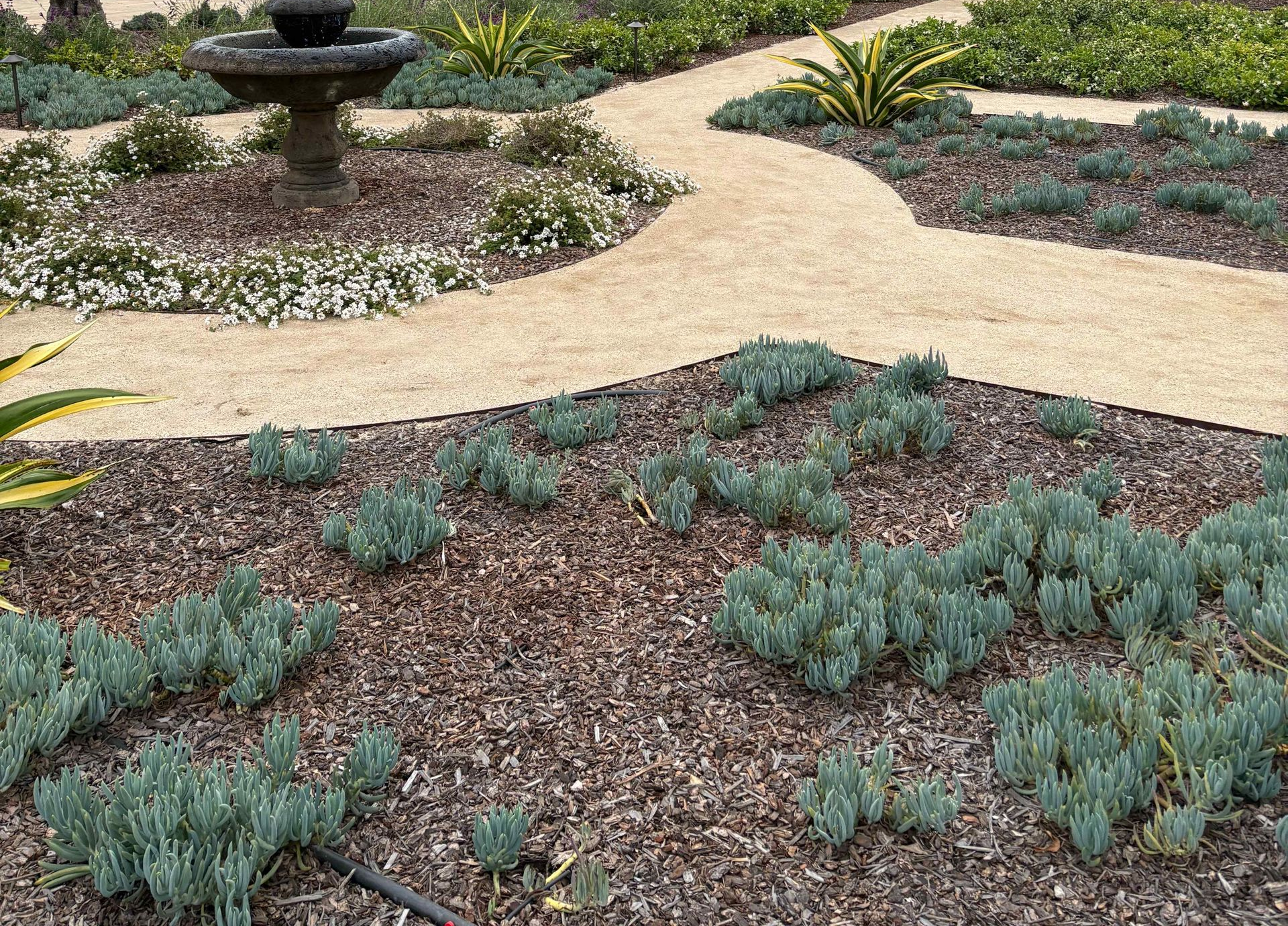 Landscaped garden with blue-green groundcover, tan gravel paths, and a fountain