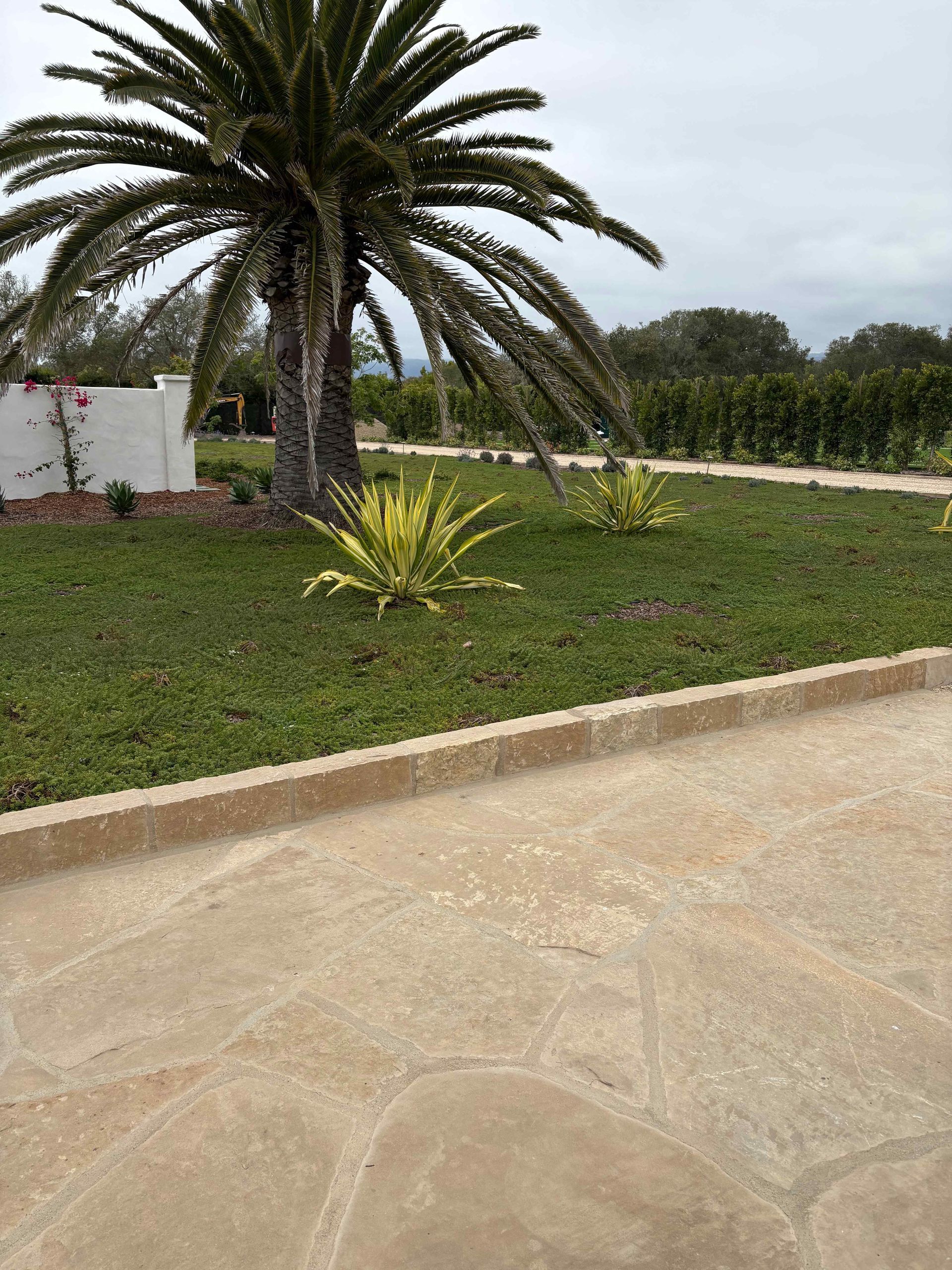 Palm tree, green lawn, and tan paved walkway in a landscaped garden.
