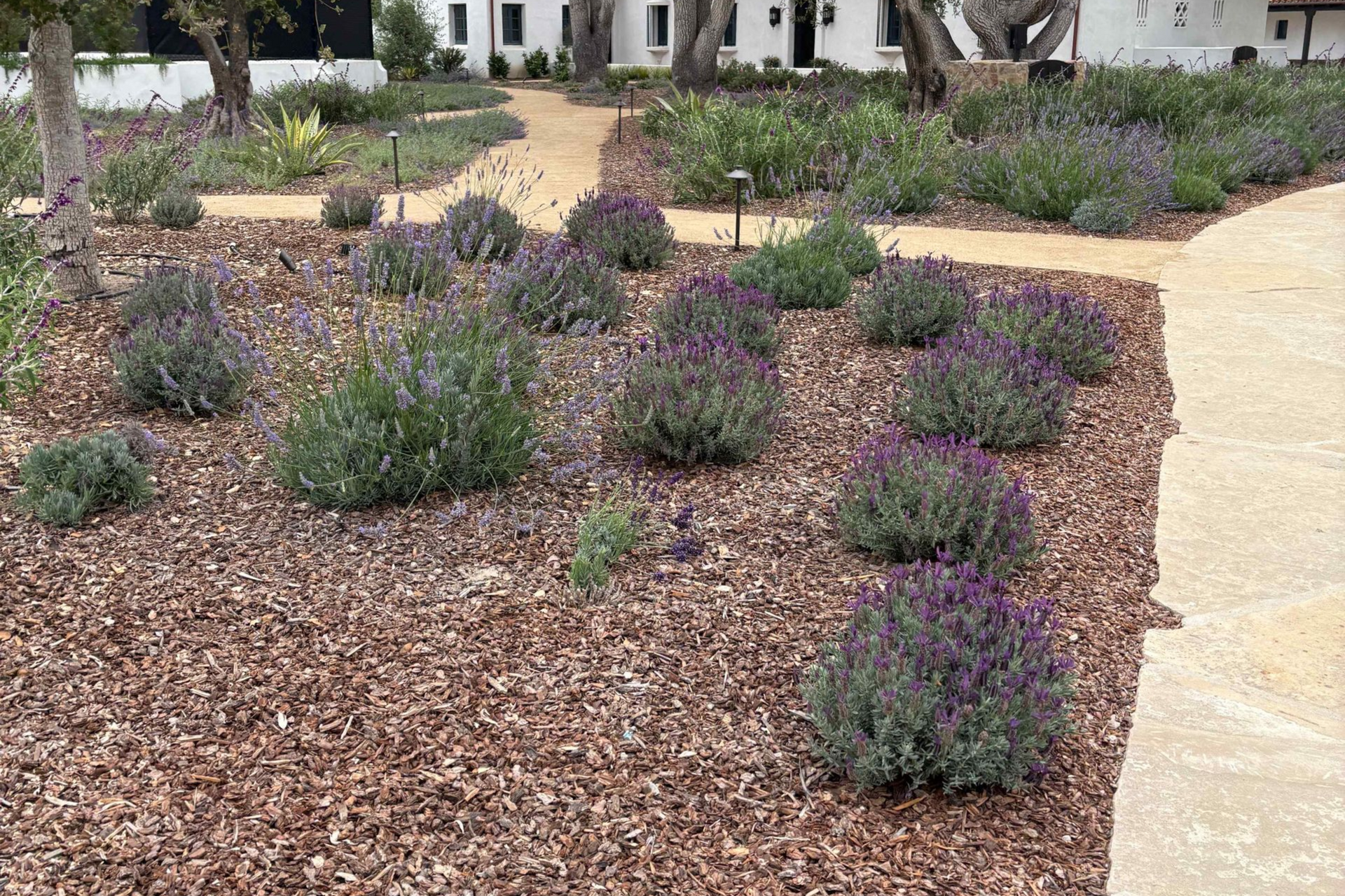 Mulched landscape bed with small purple flowering shrubs beside a curved walkway