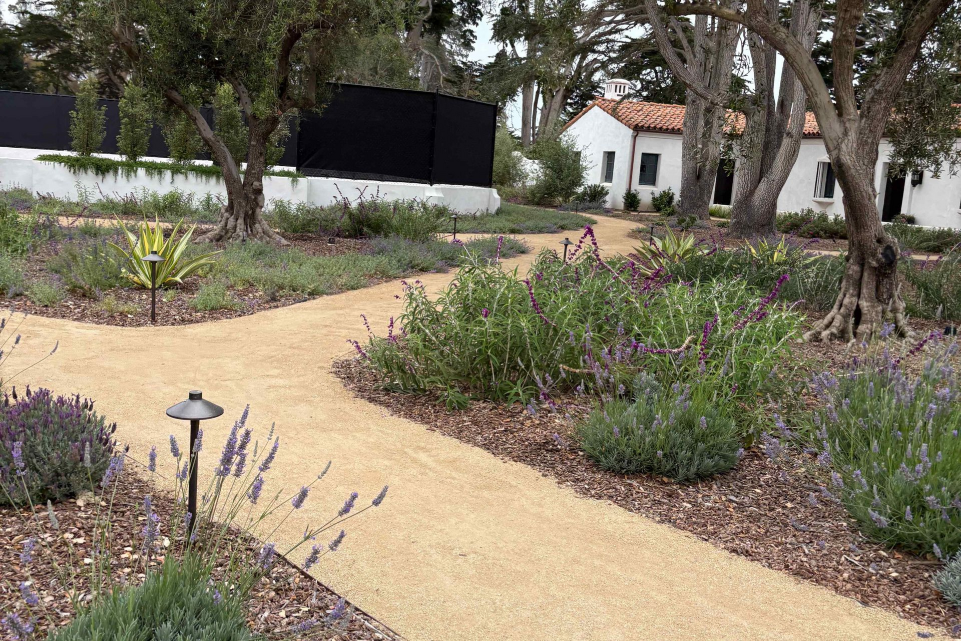 Curved gravel garden path with lavender plants and trees leading to a white house with a red-tile roof