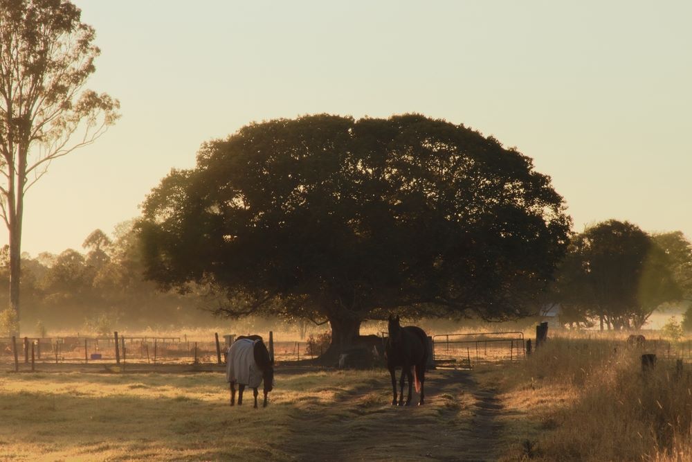 A Couple of Horses Standing in a Field With Trees in the Background — Michelangelos Pizza & Pasta in Burdell, QLD