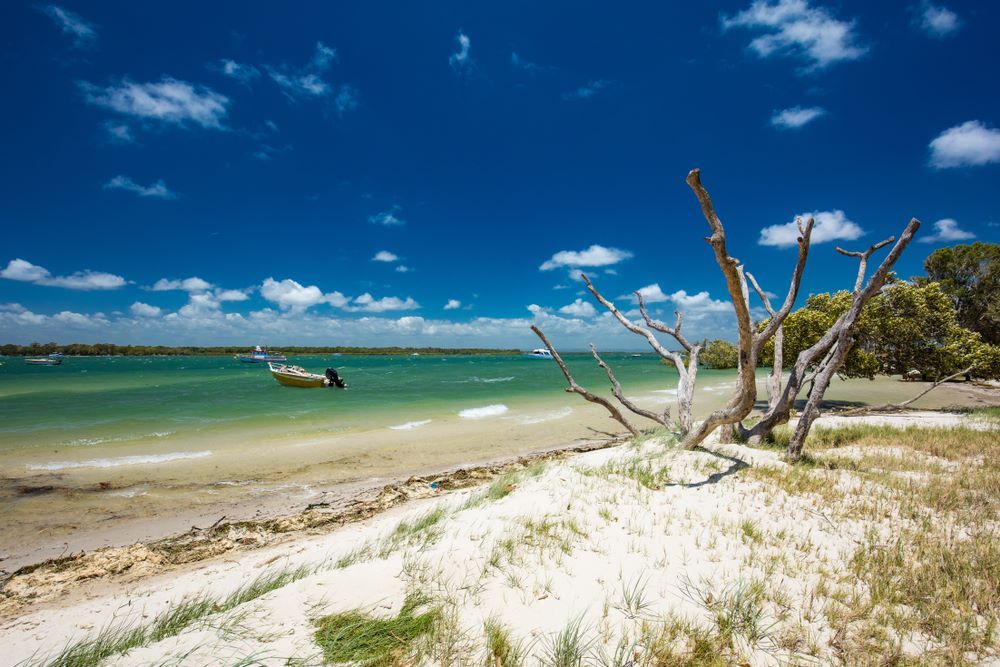 A Beach With a Boat in the Water and a Tree in the Foreground — Michelangelos Pizza & Pasta in Kirwan, QLD