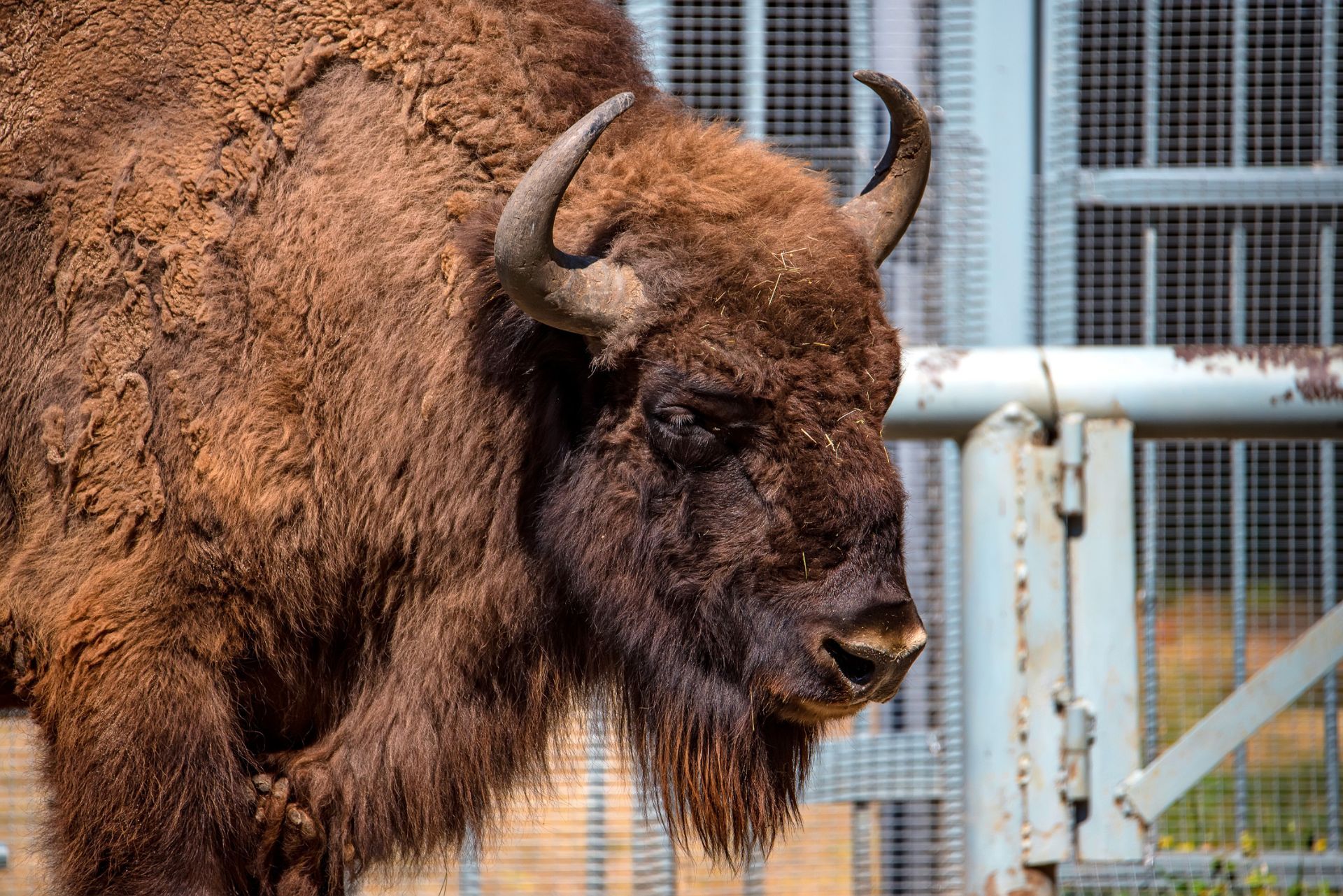 Bison Rnach Bison Exotic Animal Ranch Insurance (Start Your Quote)