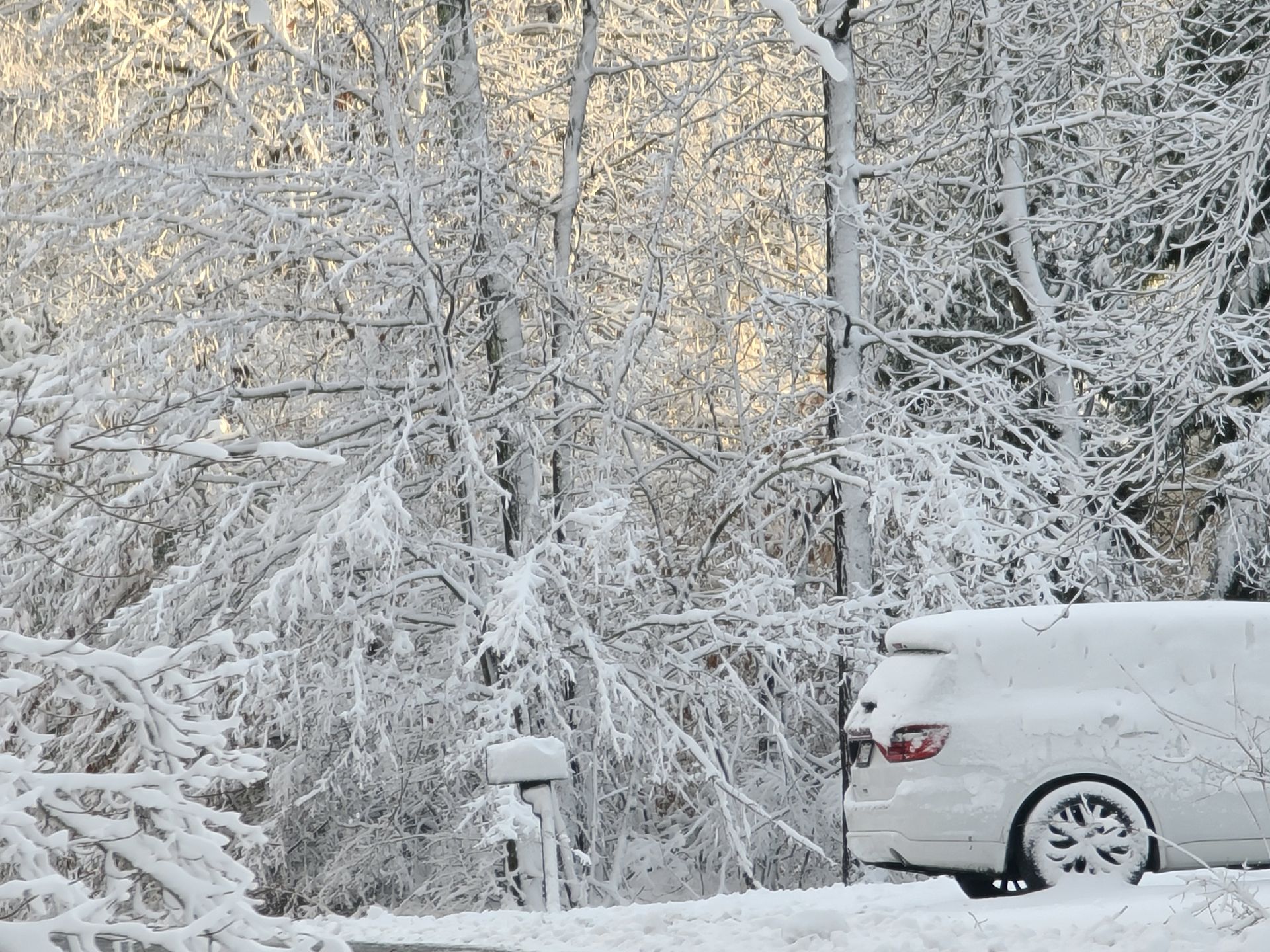 Snow-covered trees and a white car in a winter landscape, with a bright sky in the background.