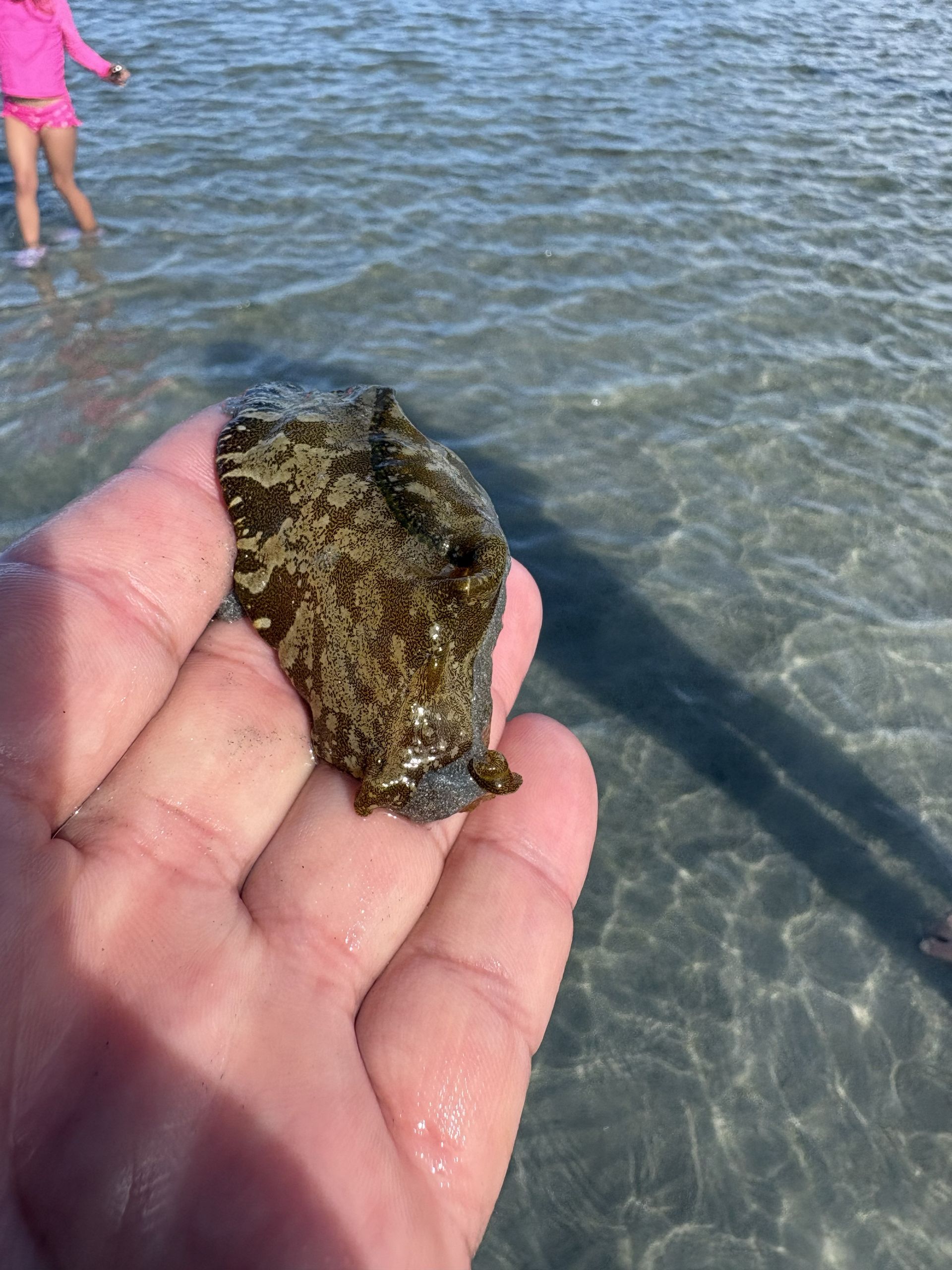 Hand holding a camouflaged seashell or small sea creature in shallow clear water at the beach