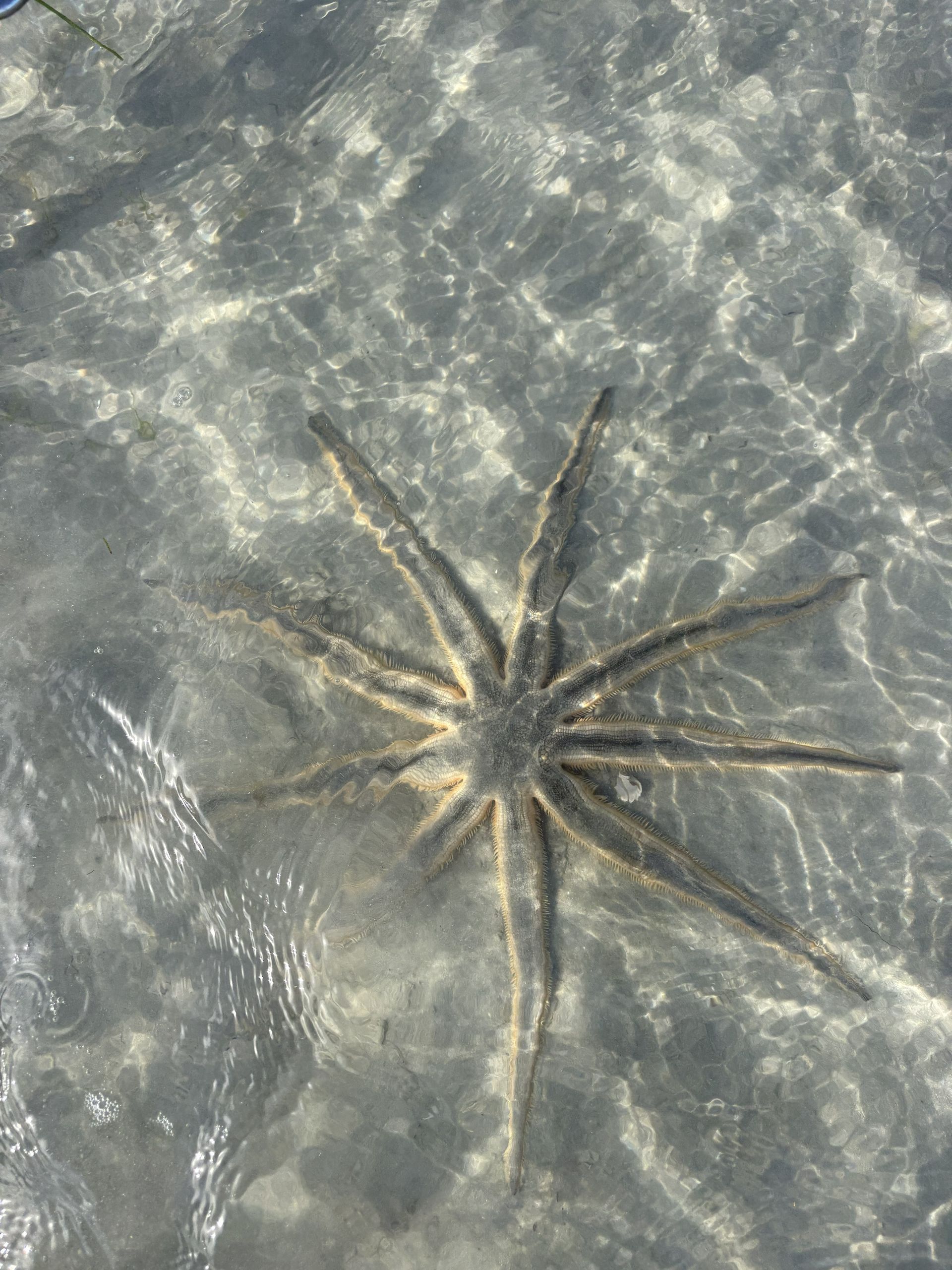 Dark sea star on rippling shallow water over sandy seabed