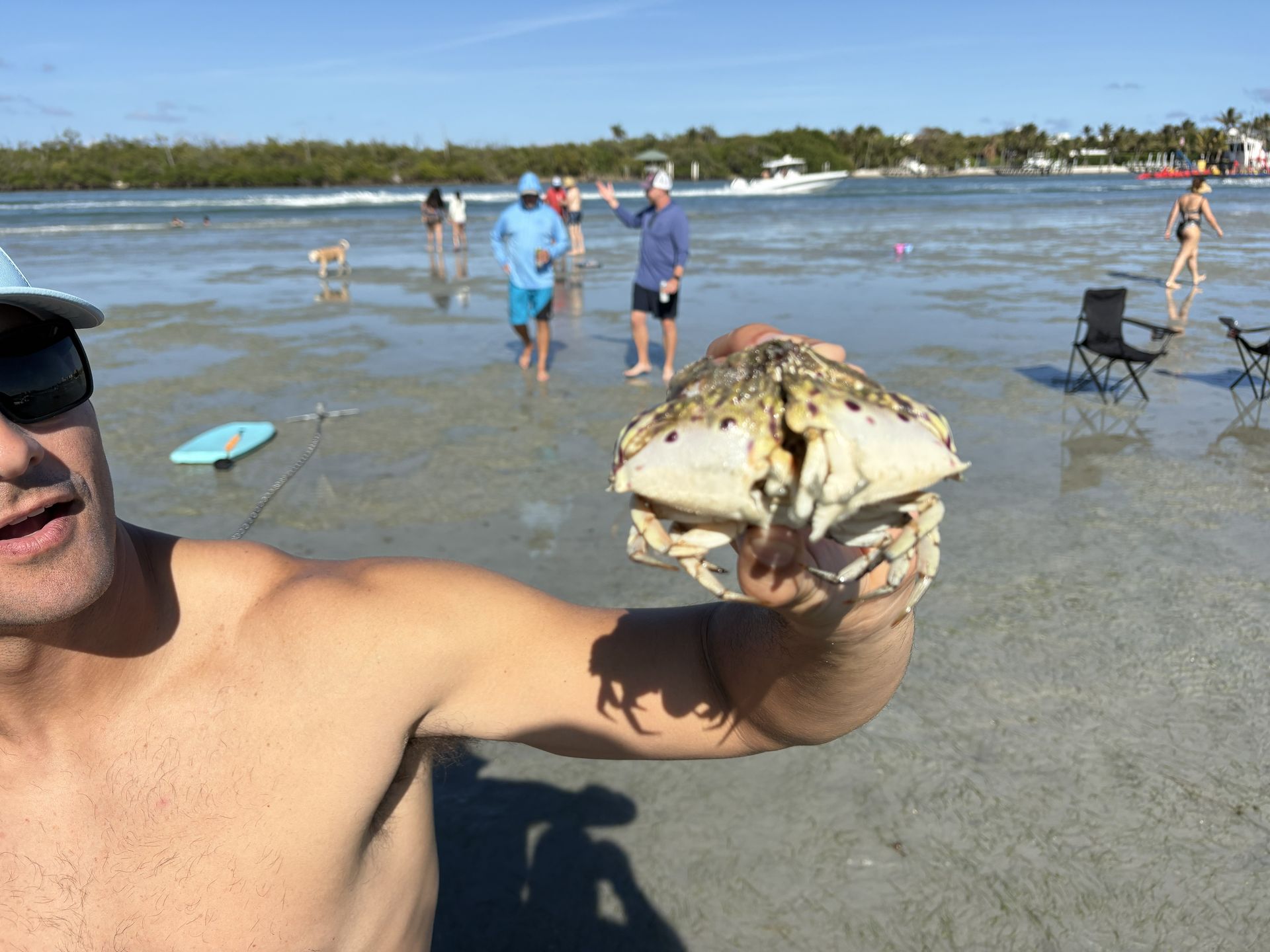Man holding a large crab at a shallow beach with people and chairs in the background